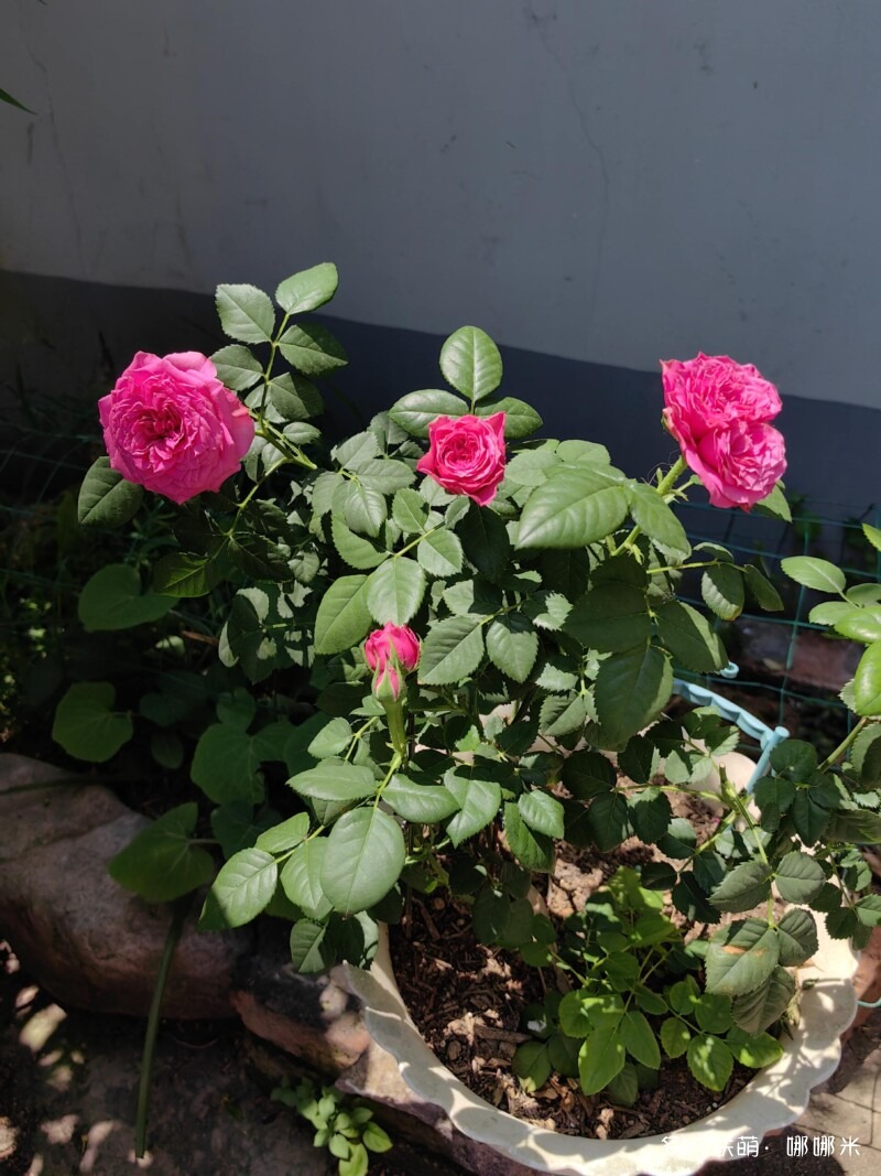 春天的花