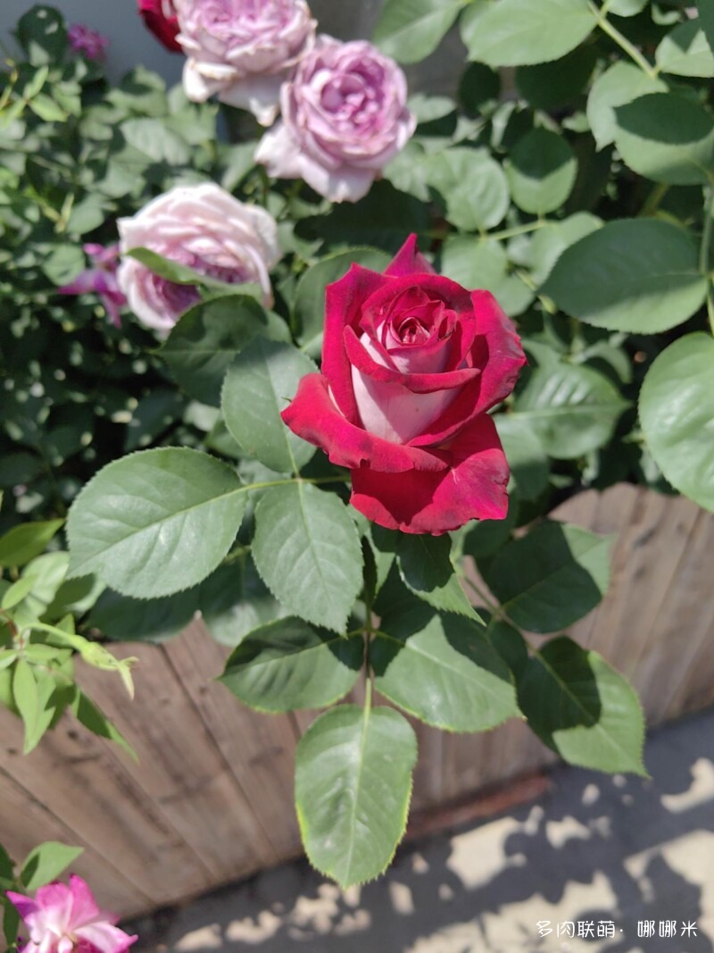 春天的花