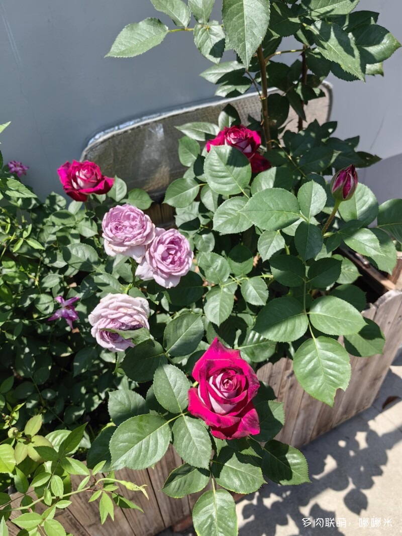 春天的花