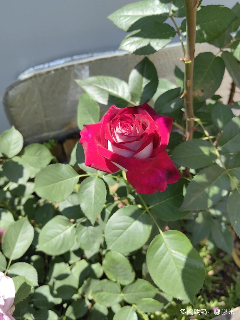 春天的花