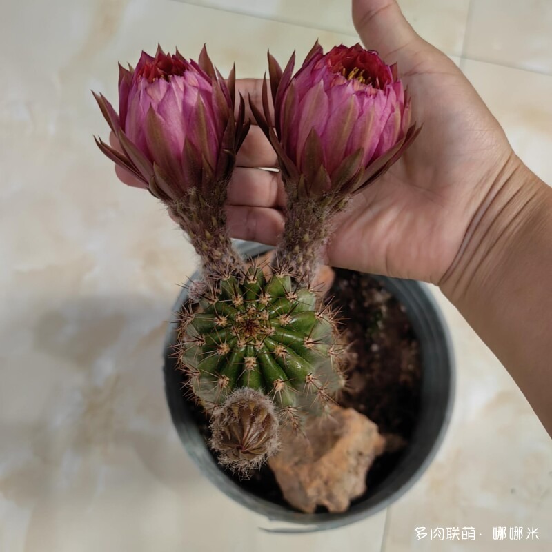 春天的花