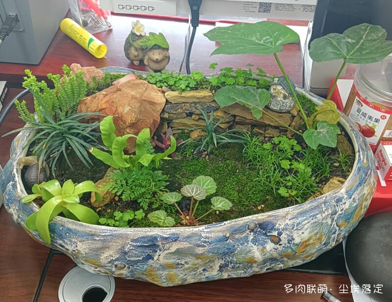 一些多肉拼盘，一些喜欢的多肉