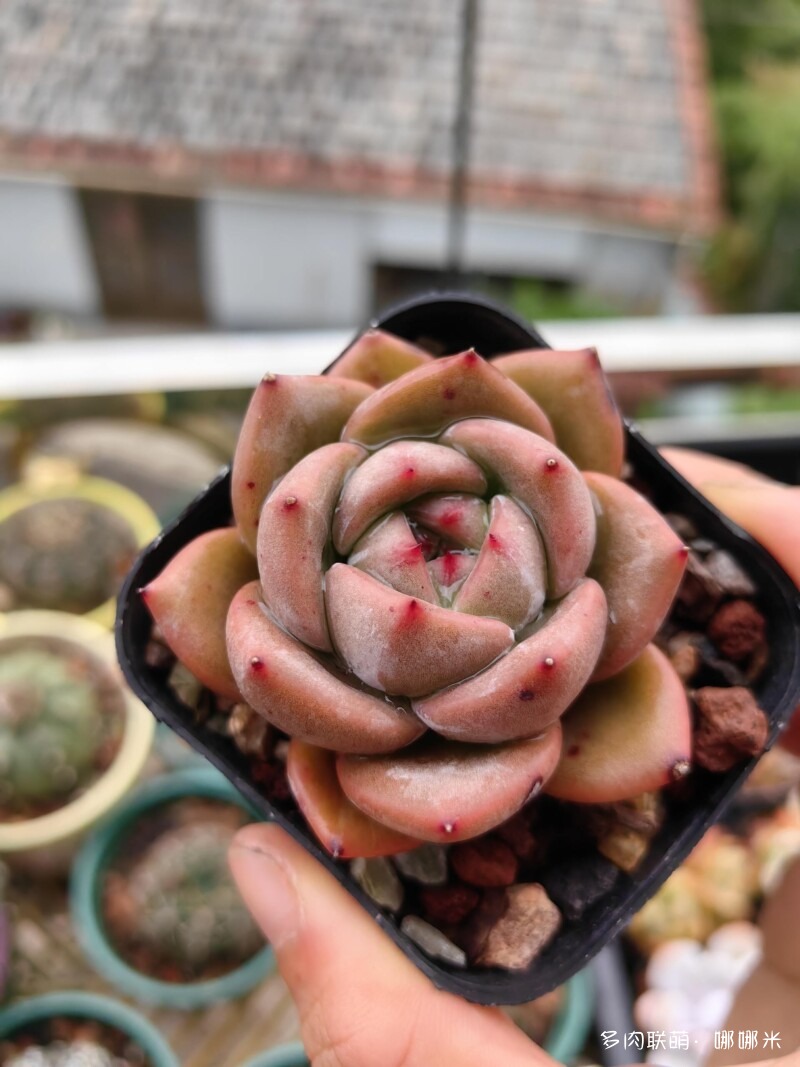 准备度夏的多肉