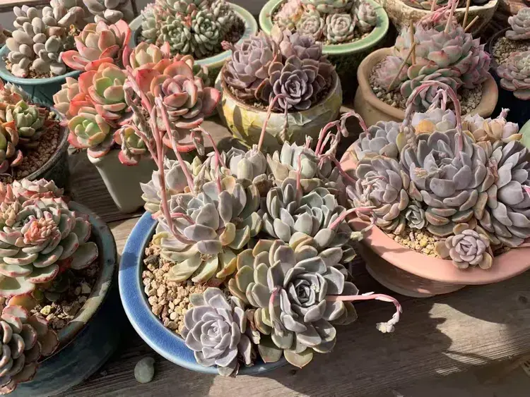 三月，多肉花开时