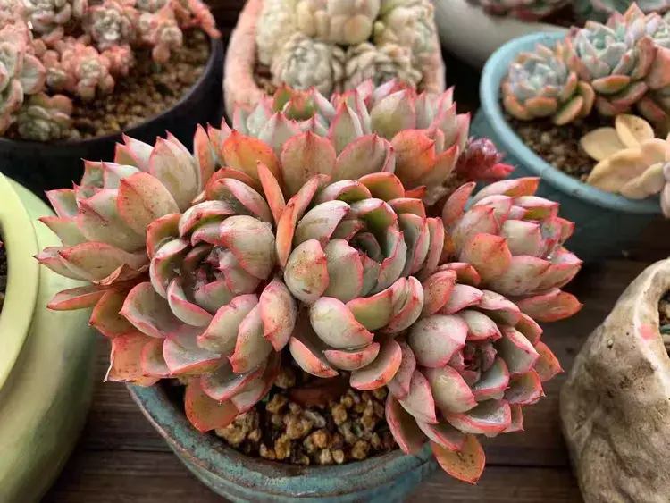 三月，多肉花开时