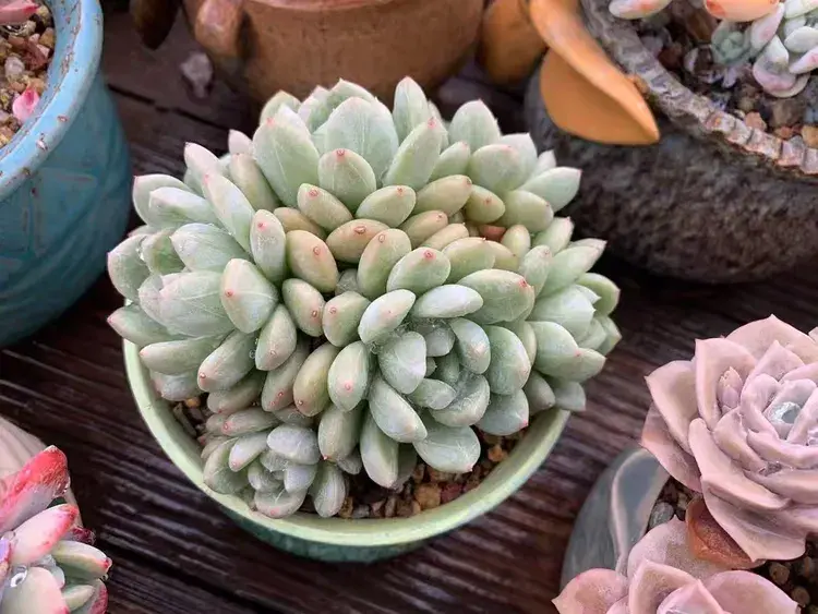 三月，多肉花开时