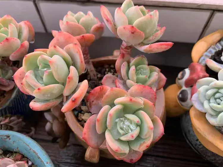 三月，多肉花开时