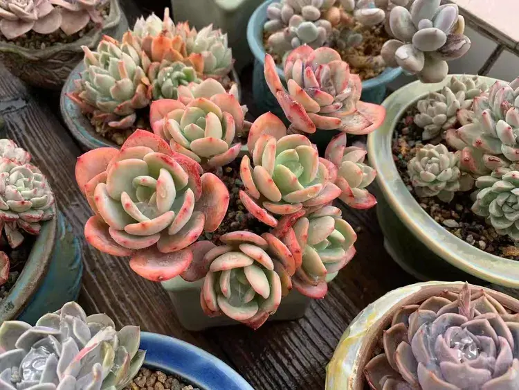 三月，多肉花开时