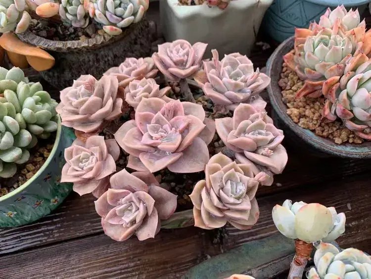 三月，多肉花开时