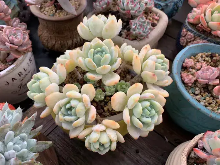 三月，多肉花开时