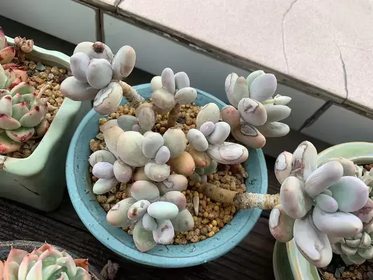 三月，多肉花开时