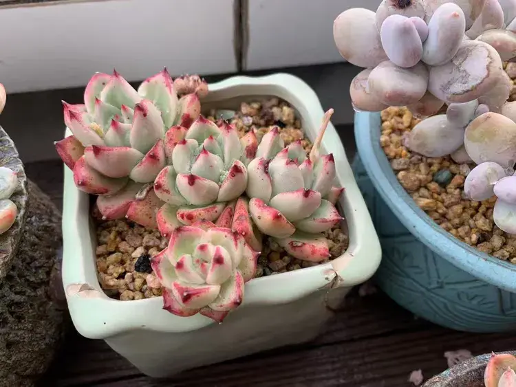 三月，多肉花开时