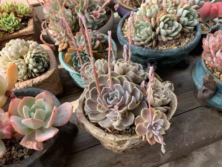 三月，多肉花开时