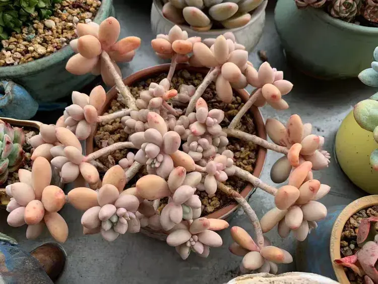 三月，多肉花开时