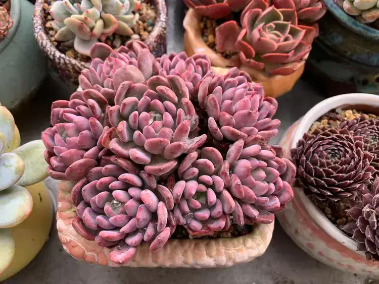 三月，多肉花开时