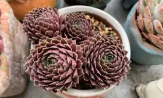 三月天，花开浪漫时
