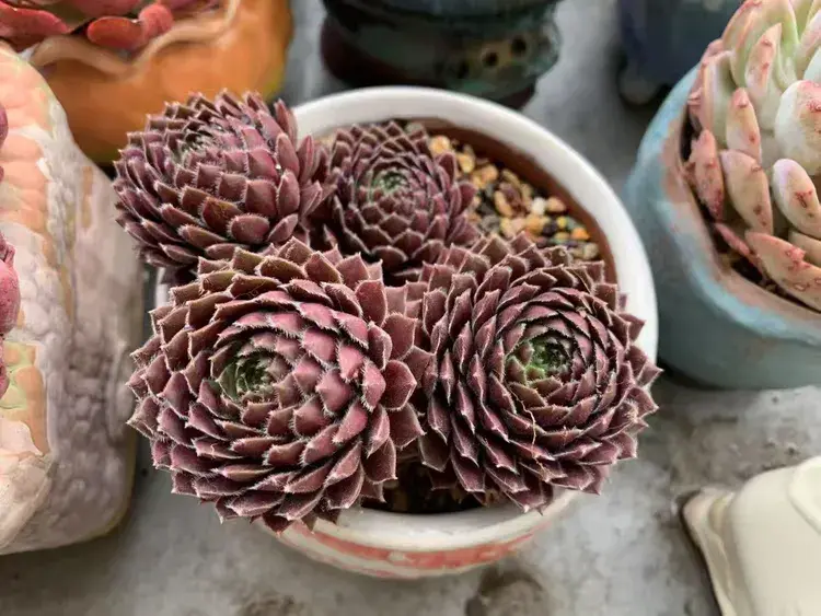 三月，多肉花开时