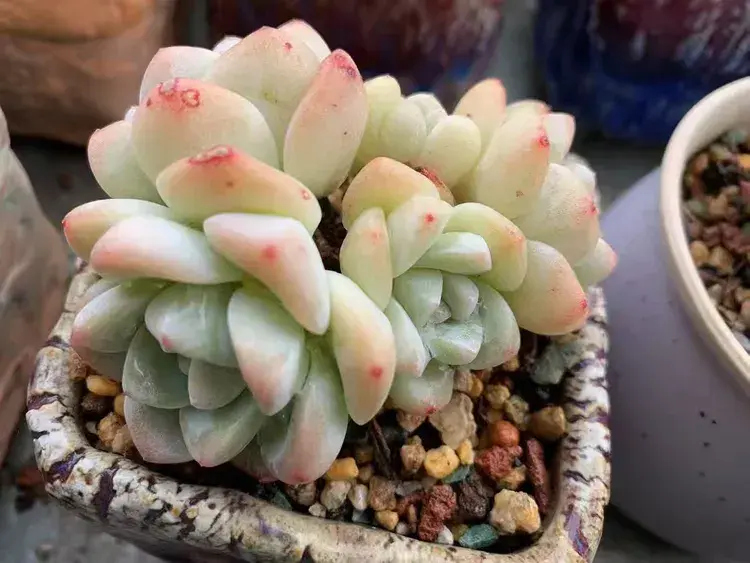 三月，多肉花开时