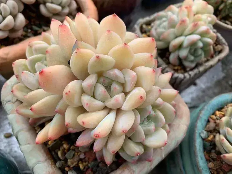 三月，多肉花开时
