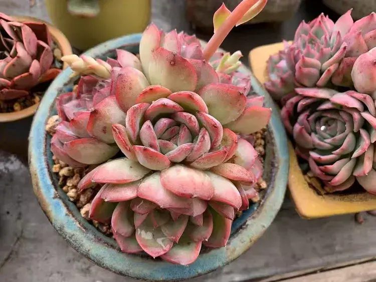 三月，多肉花开时