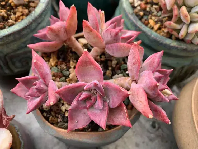 三月，多肉花开时