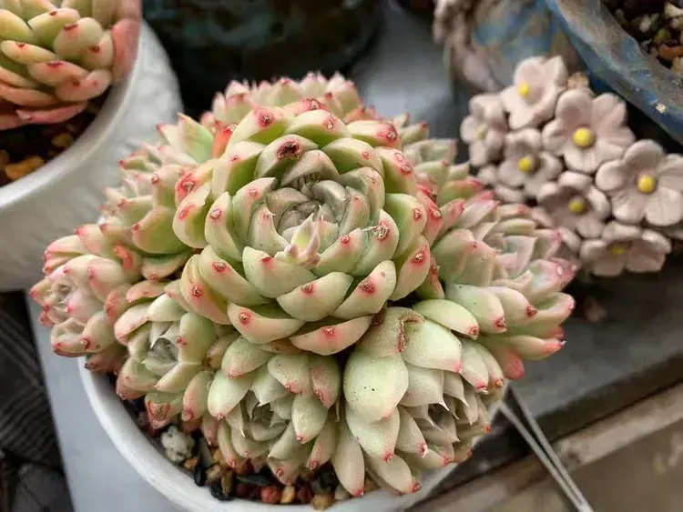 三月，多肉花开时