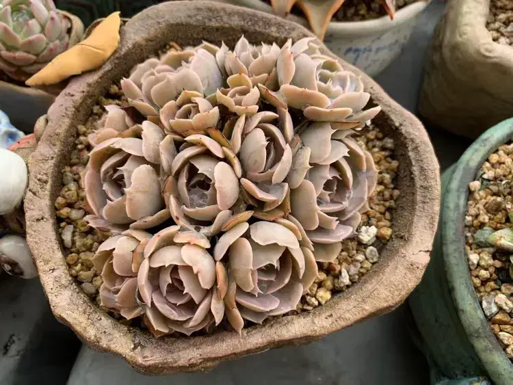 三月，多肉花开时