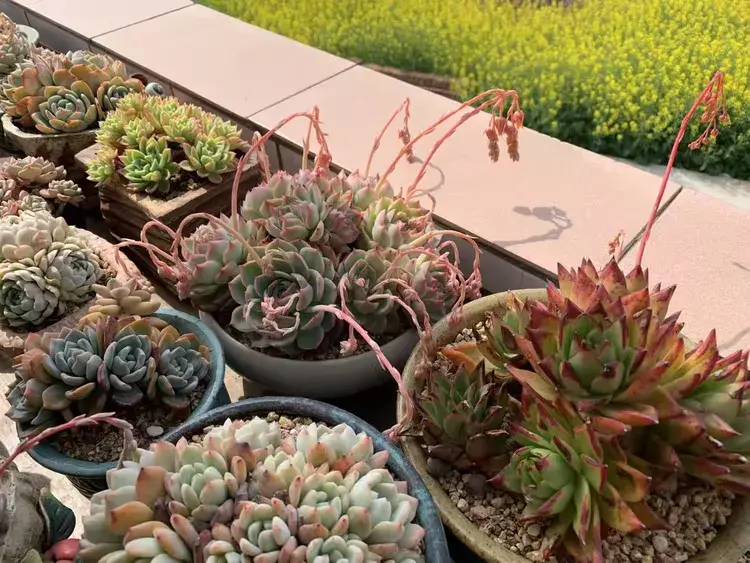 三月，多肉花开时