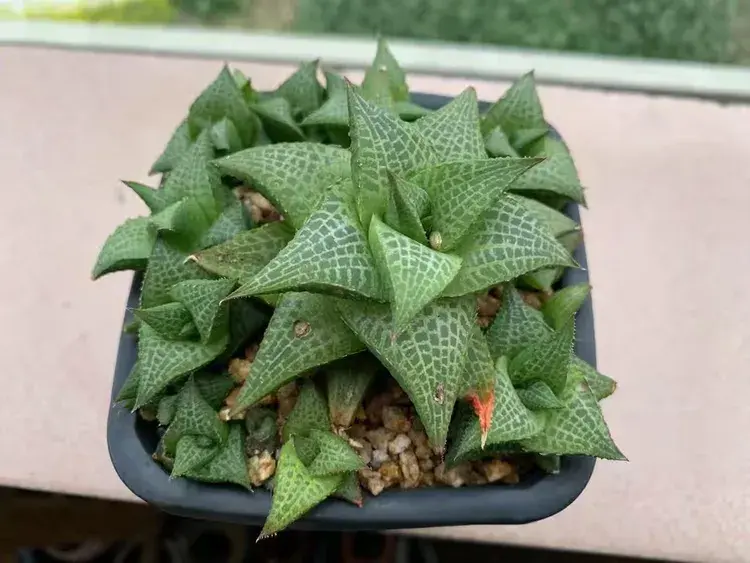 三月，多肉花开时