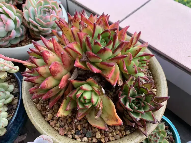 三月，多肉花开时