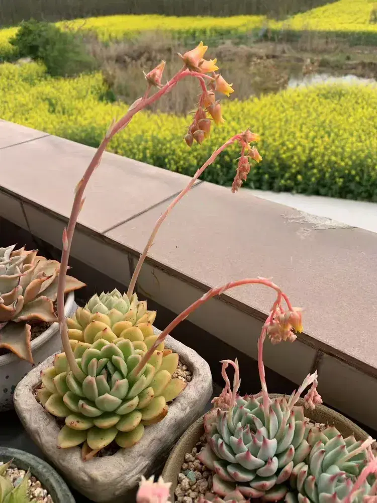 三月，多肉花开时