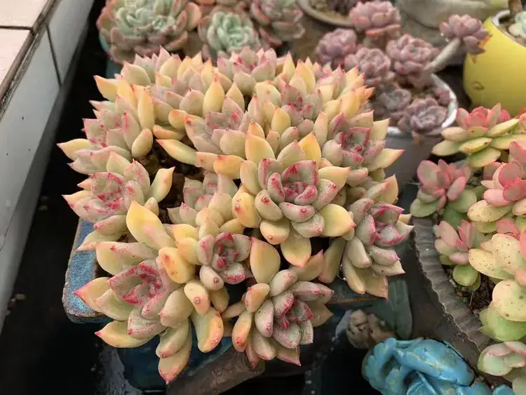 三月，多肉花开时