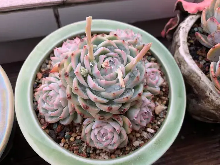 三月，多肉花开时