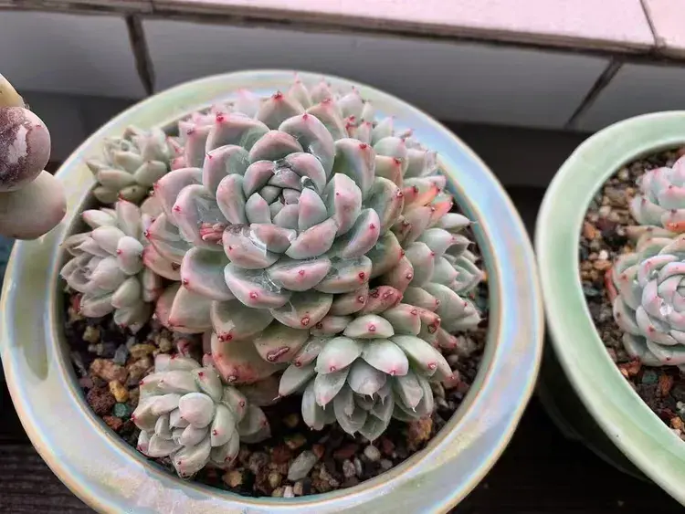 三月，多肉花开时