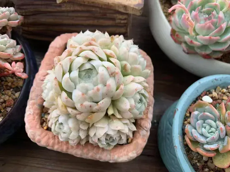 三月，多肉花开时
