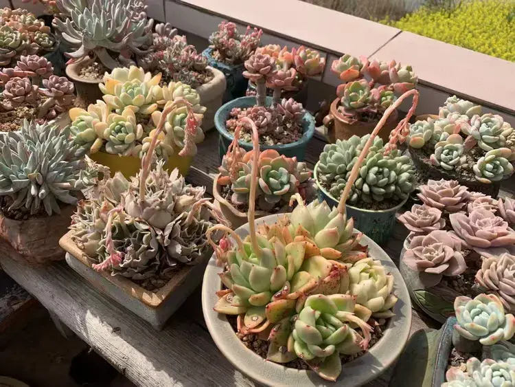 三月，多肉花开时