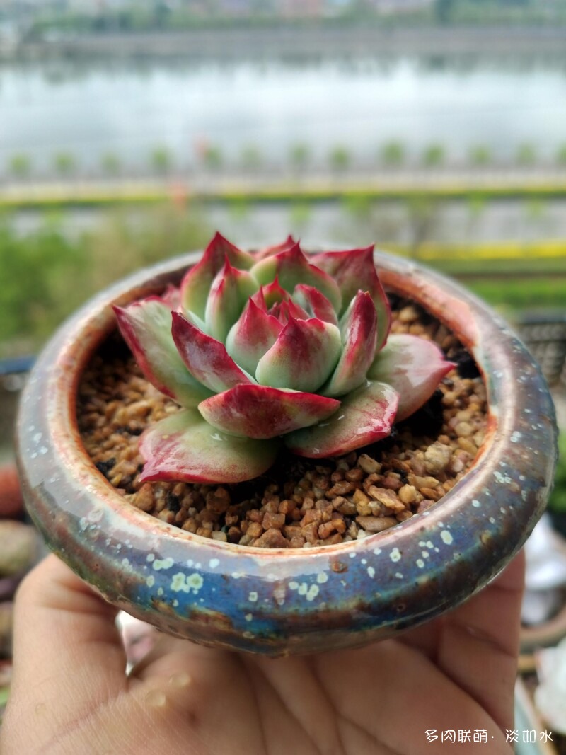 生活，诗意，多肉