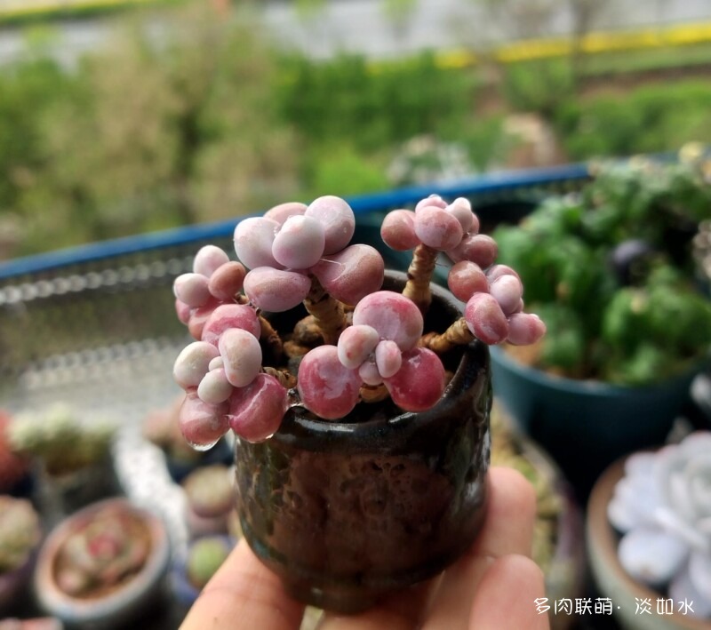 生活，诗意，多肉