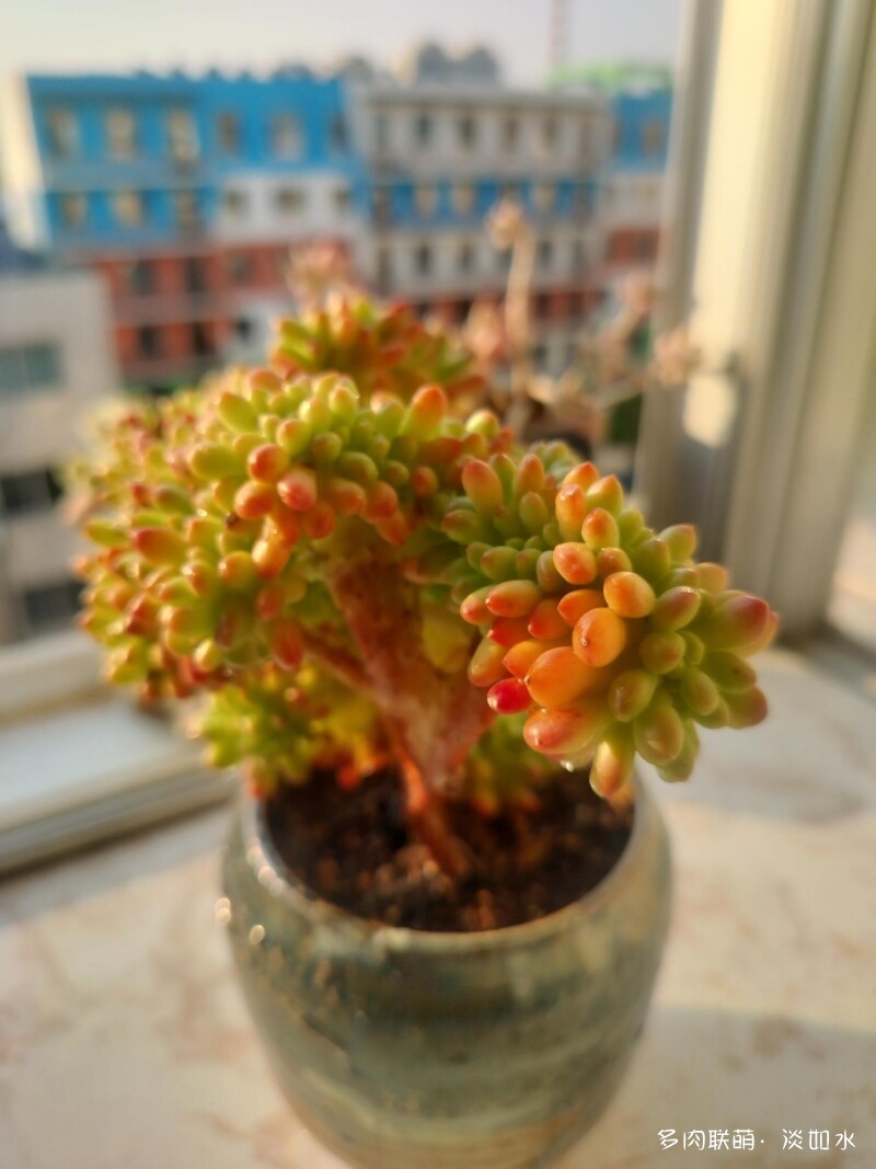 生活，诗意，多肉