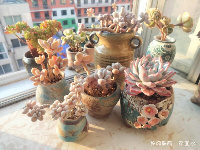 生活，诗意，多肉