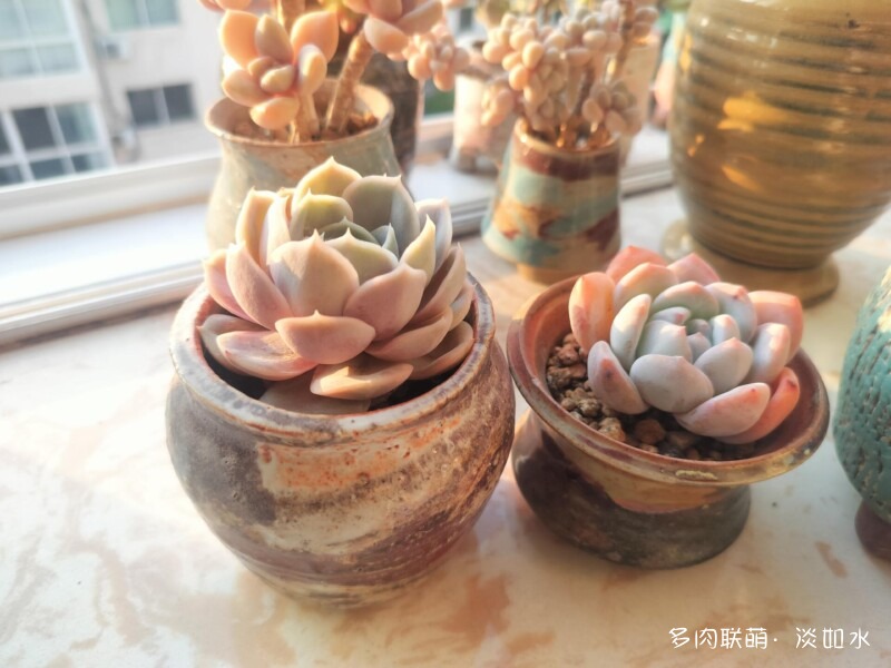 生活，诗意，多肉