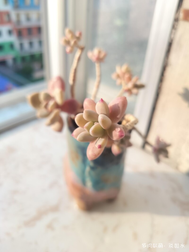 生活，诗意，多肉