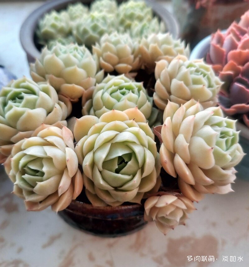 生活，诗意，多肉