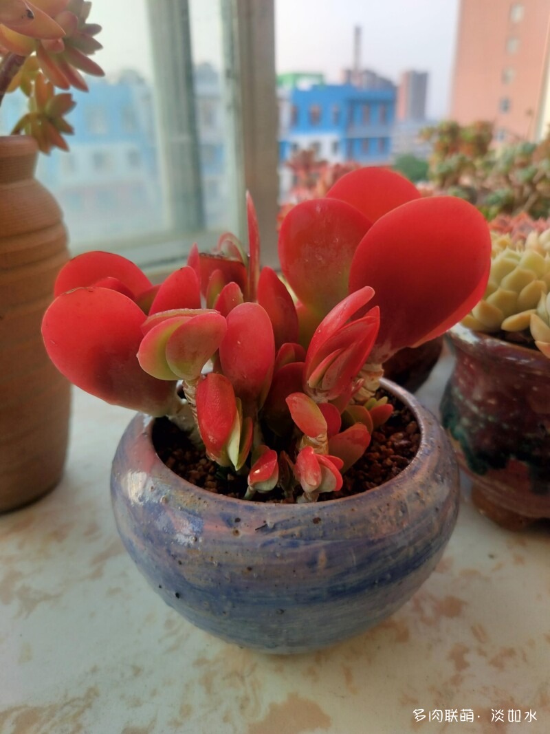 生活，诗意，多肉
