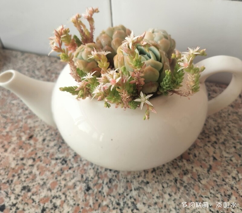 生活，诗意，多肉