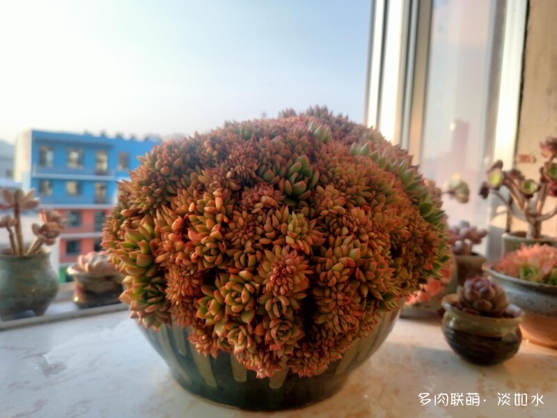 生活，诗意，多肉