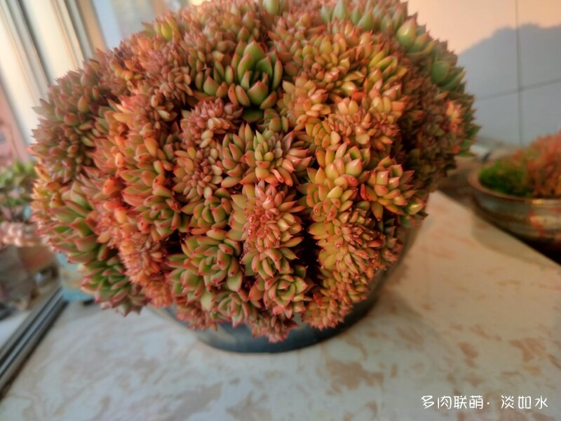 生活，诗意，多肉