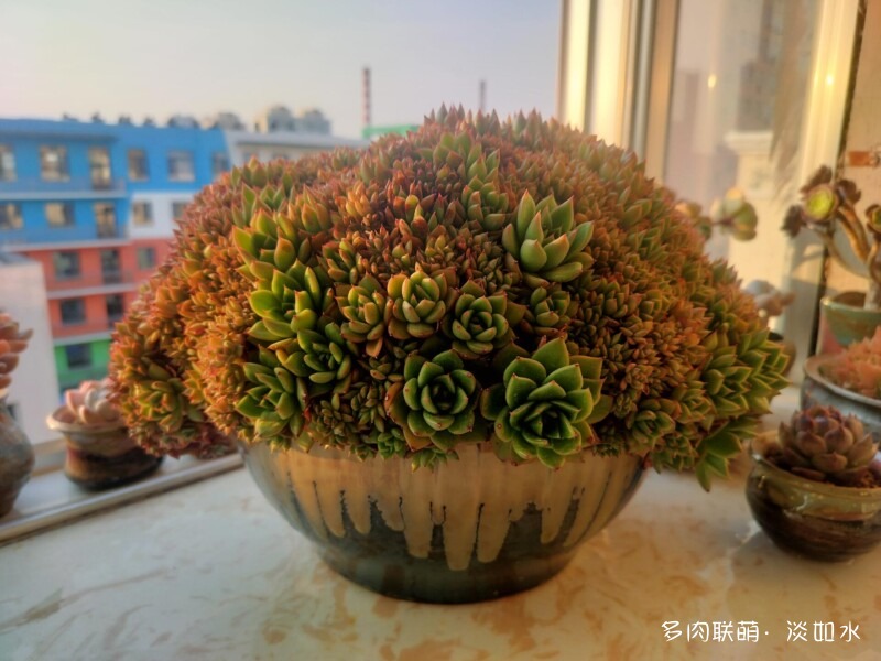 生活，诗意，多肉