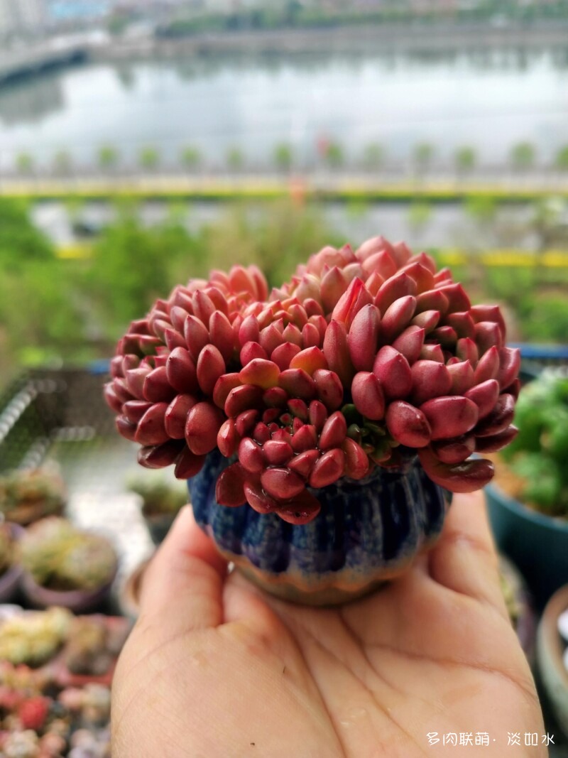 生活，诗意，多肉