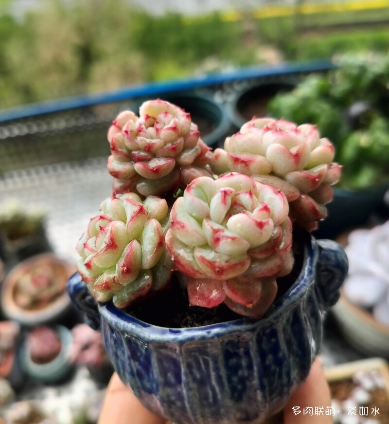 生活，诗意，多肉